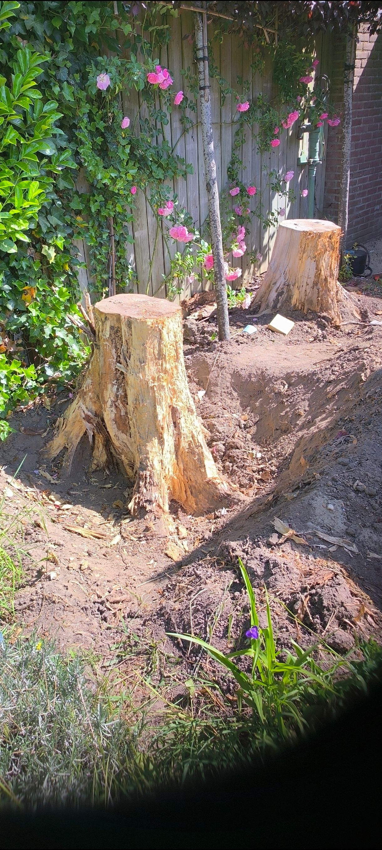 Verse boomstronk na het afzagen van de stam – Tuinwerk Denys