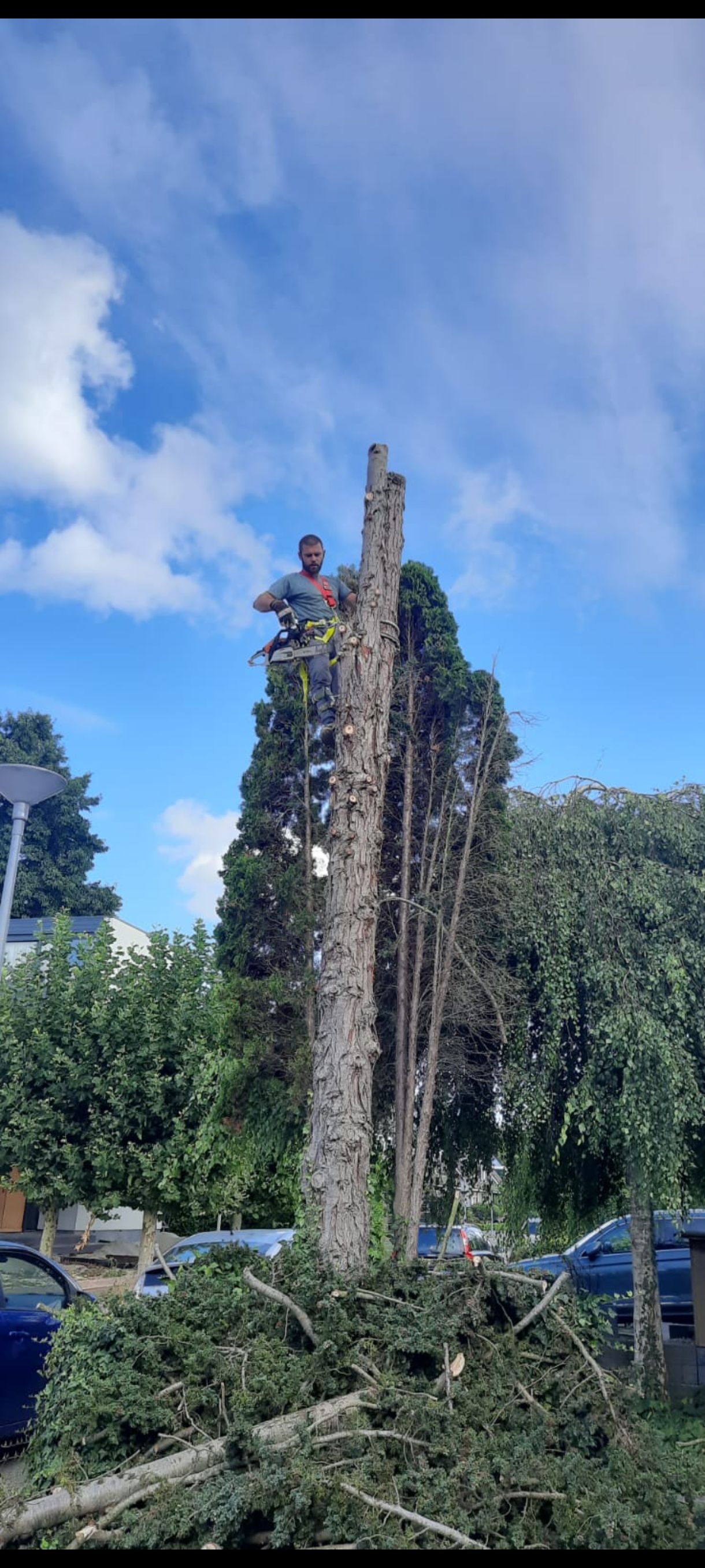 Hovenier zaagt een hoge boom in delen af – Tuinwerk Denys, regio Den Bosch