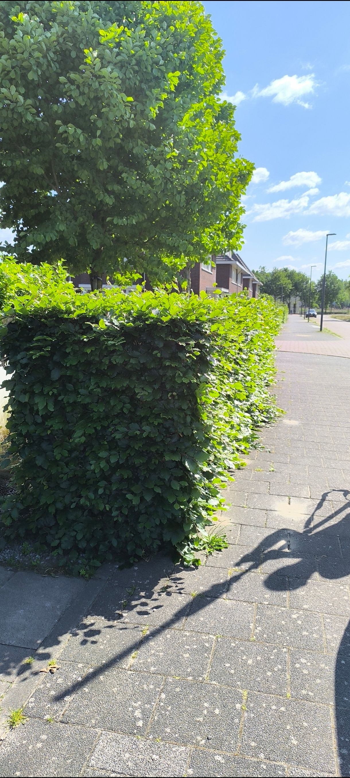 Strak gesnoeide haag langs het trottoir – Tuinwerk Denys
