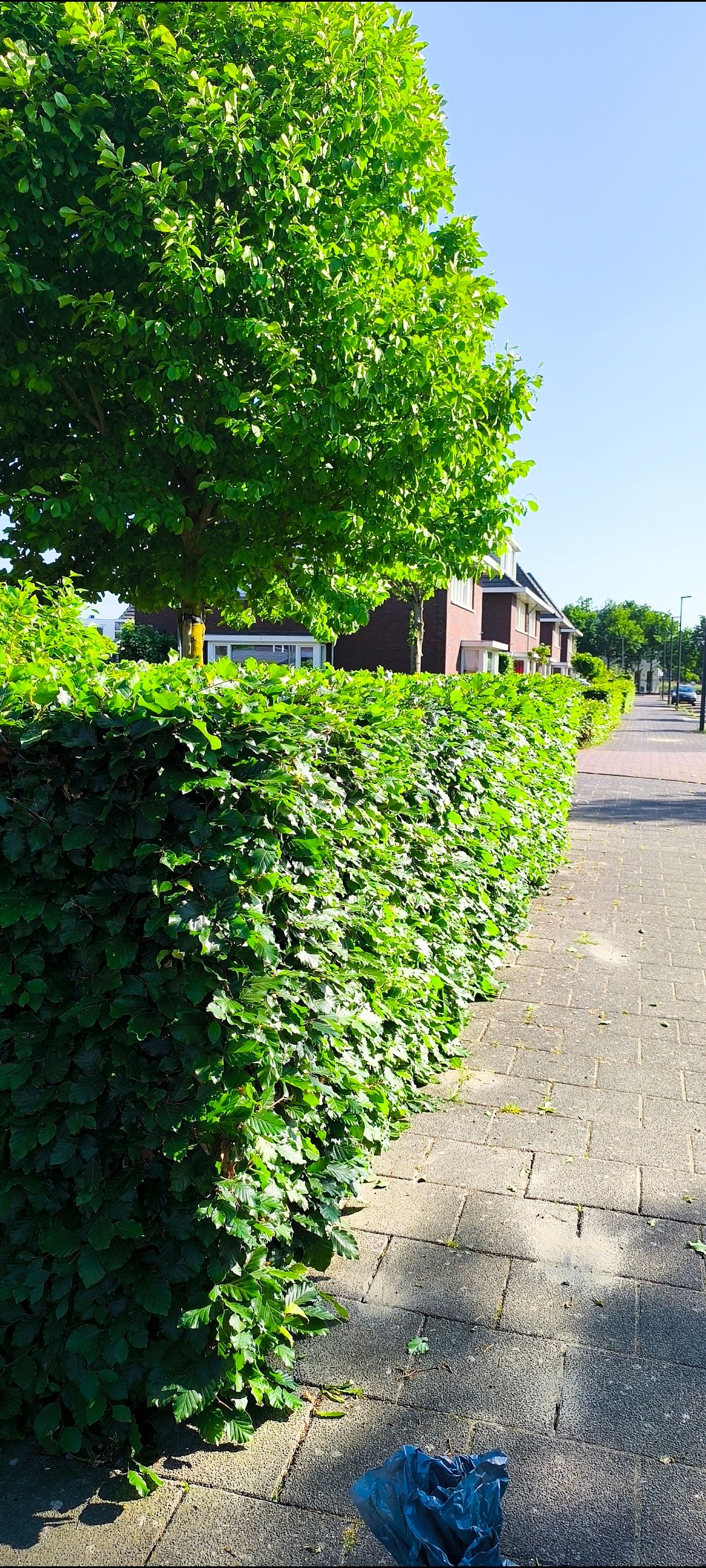 Lange haag in model gesnoeid langs de straat – Tuinwerk Denys